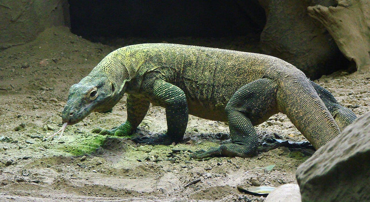Wrocław Zoo Welcomes Poland’s First Komodo Dragon Hatchling