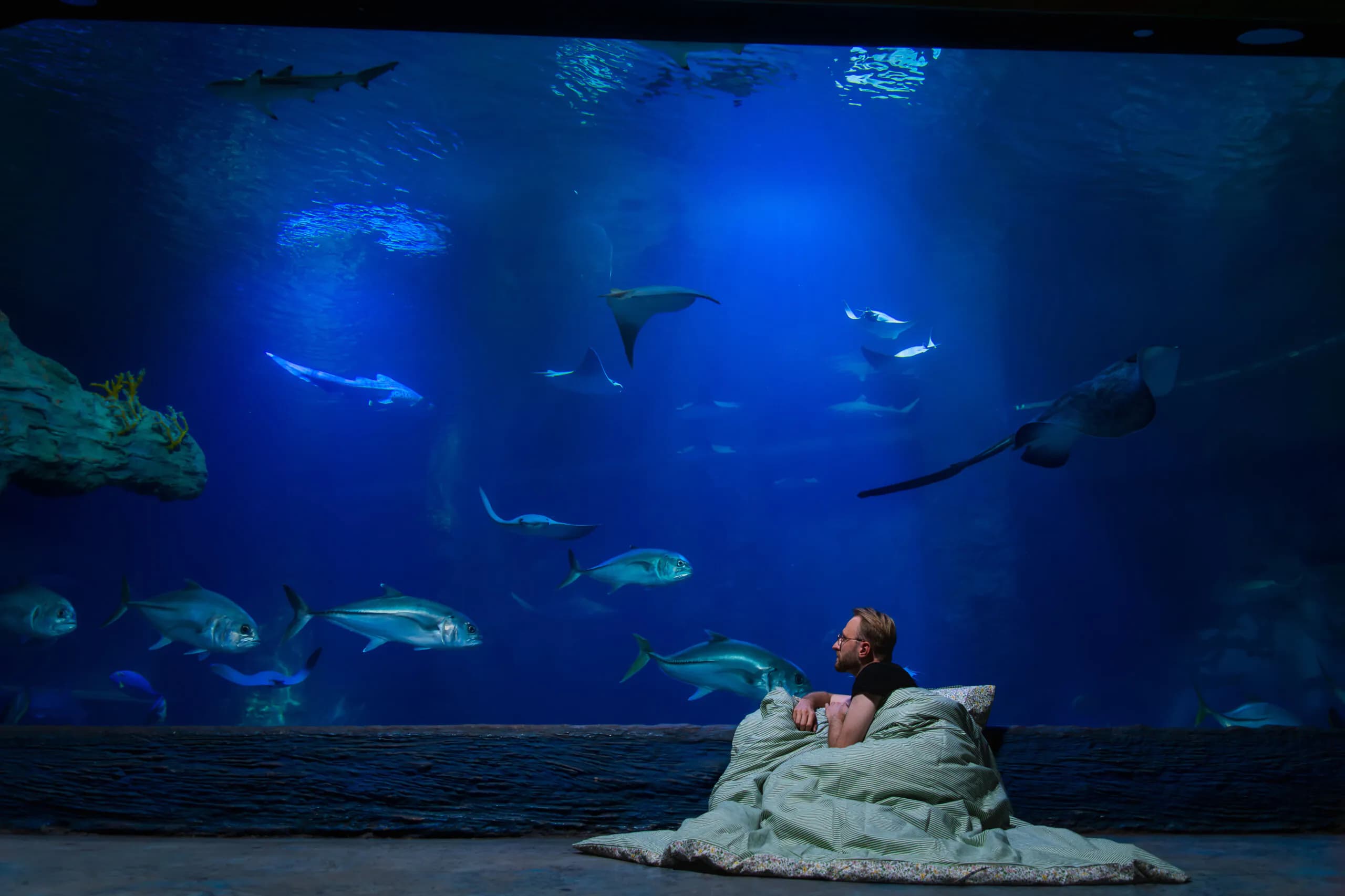 Nocowanie w Afrykarium: Spend a Magical Night Surrounded by Sharks and Rays in Wrocław!