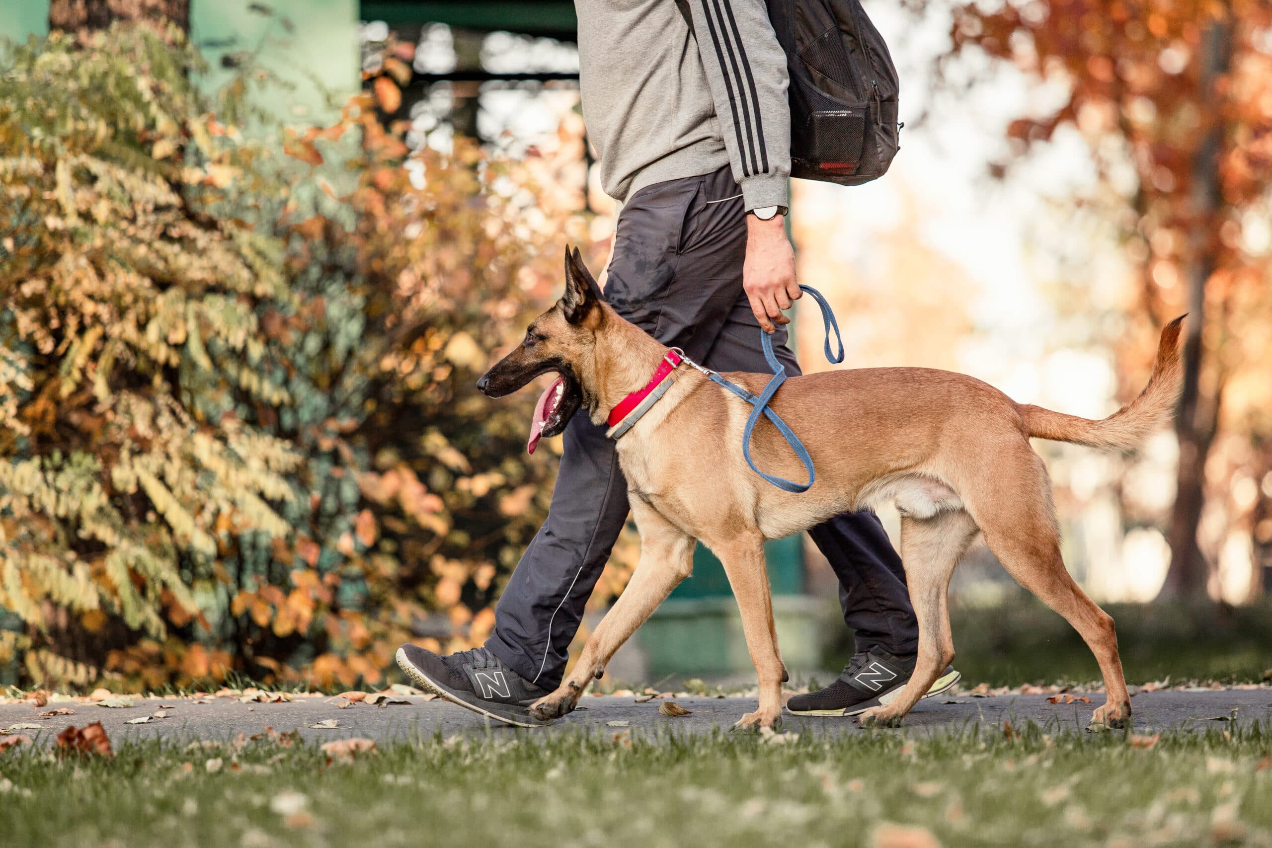 Dog Walking in Wrocław: The Best Routes, Parks, and Playgrounds for You and Your Pup