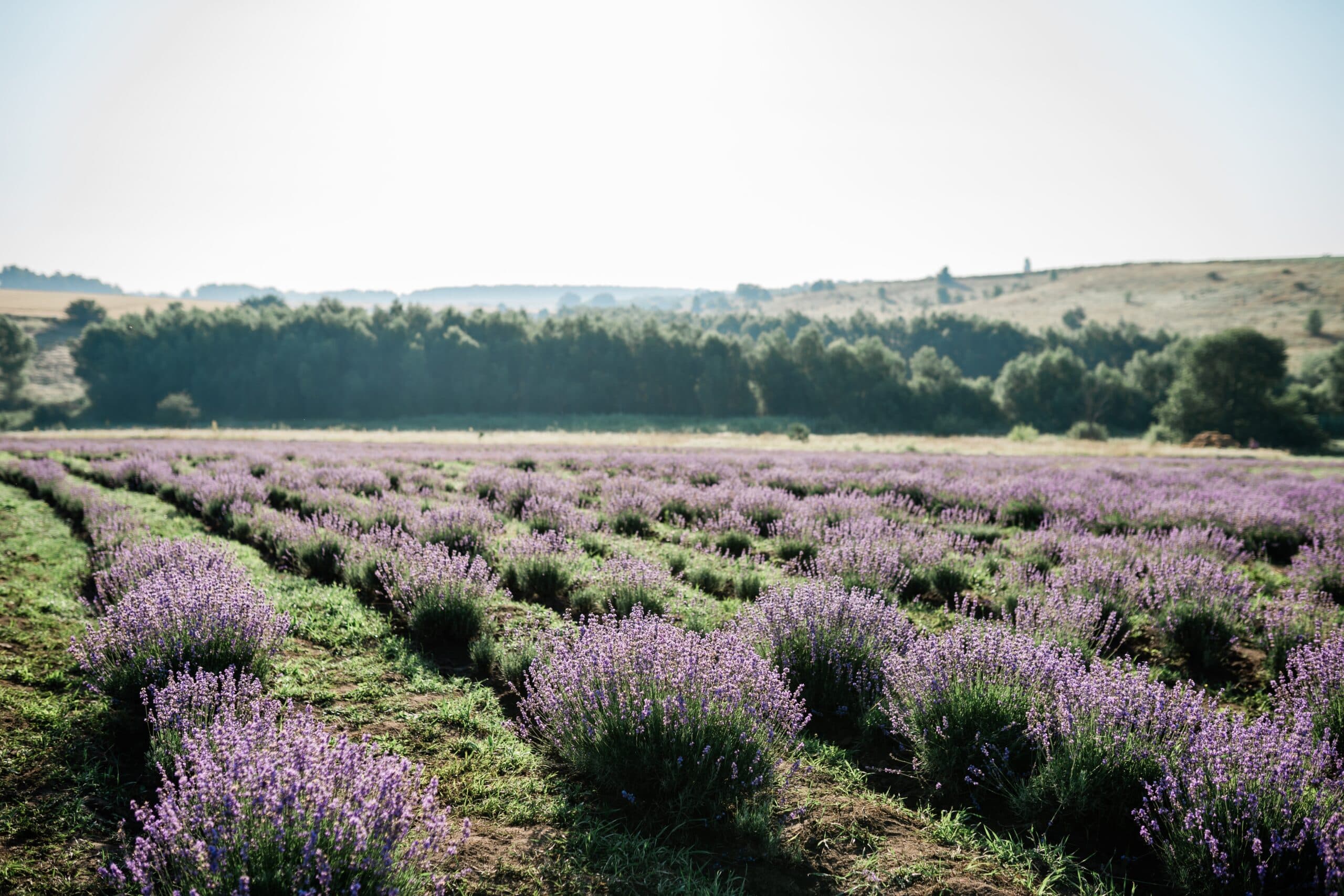 Summer Bliss: The Prettiest Lavender Fields Near Wrocław to Visit Now