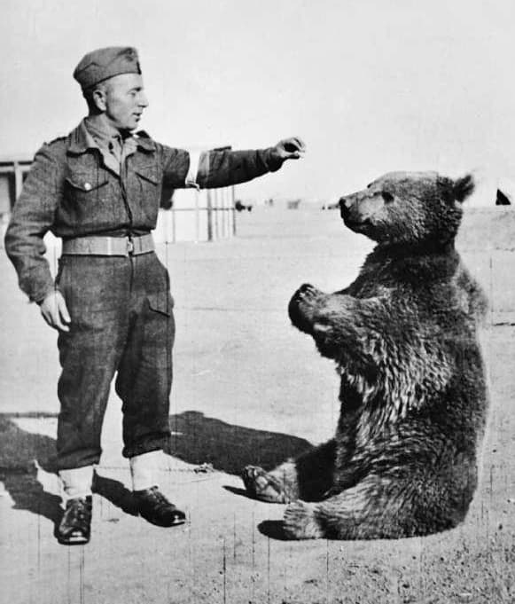Wojtek’s Journey from War to Legend: Wrocław’s Tribute to the Soldier Bear
