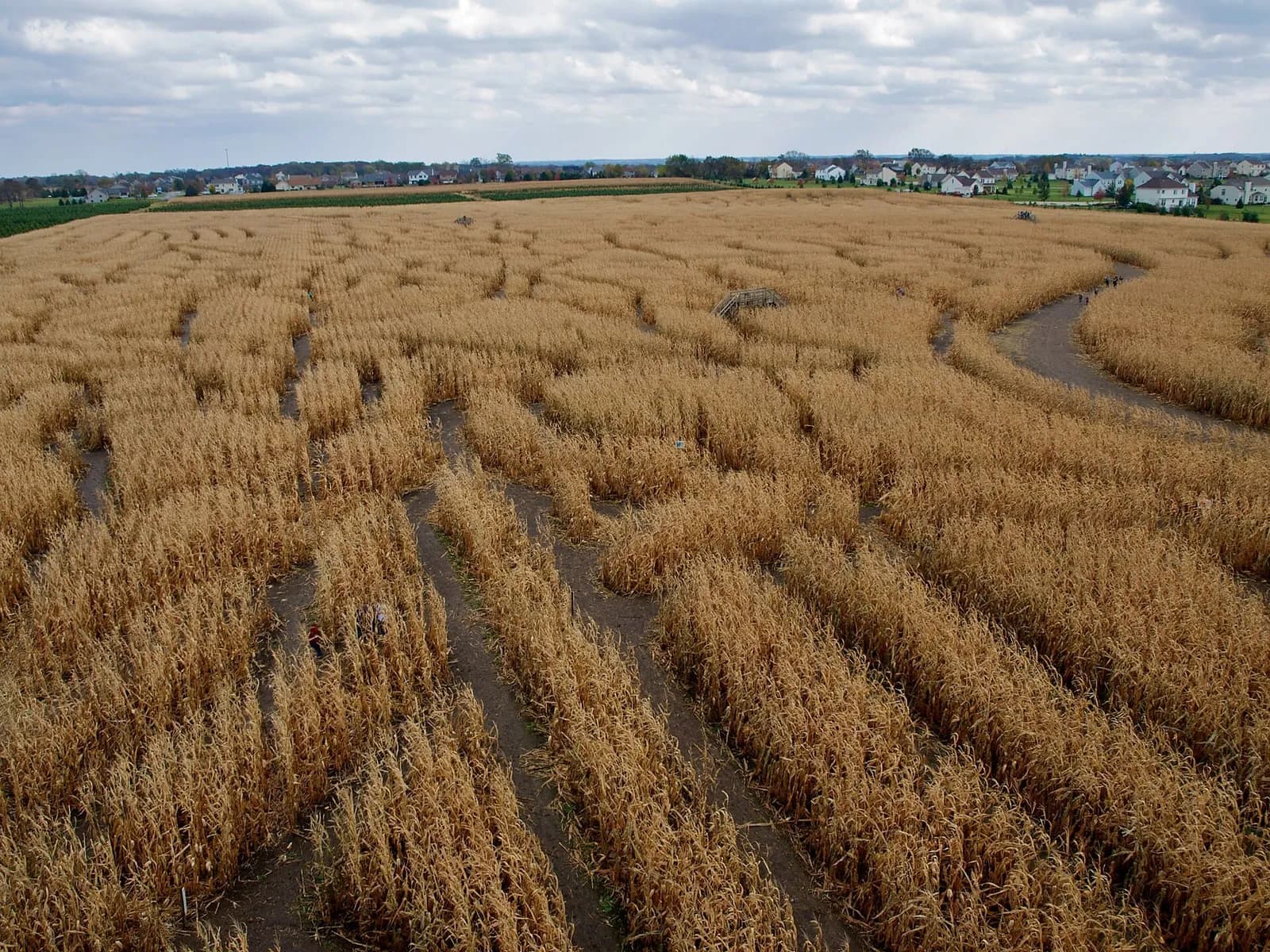 An aerial view shows a corn maze with a residential area and cloudy sky in the background.